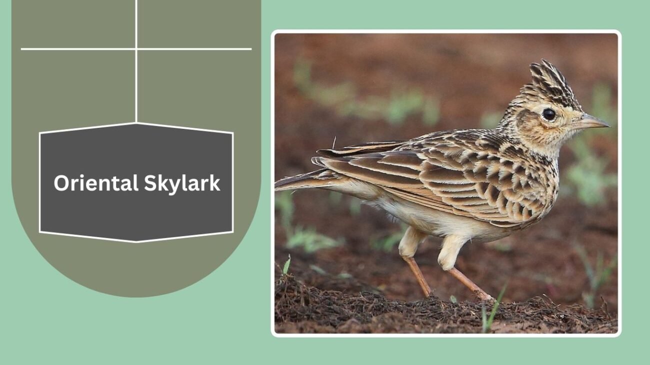 Oriental Skylark