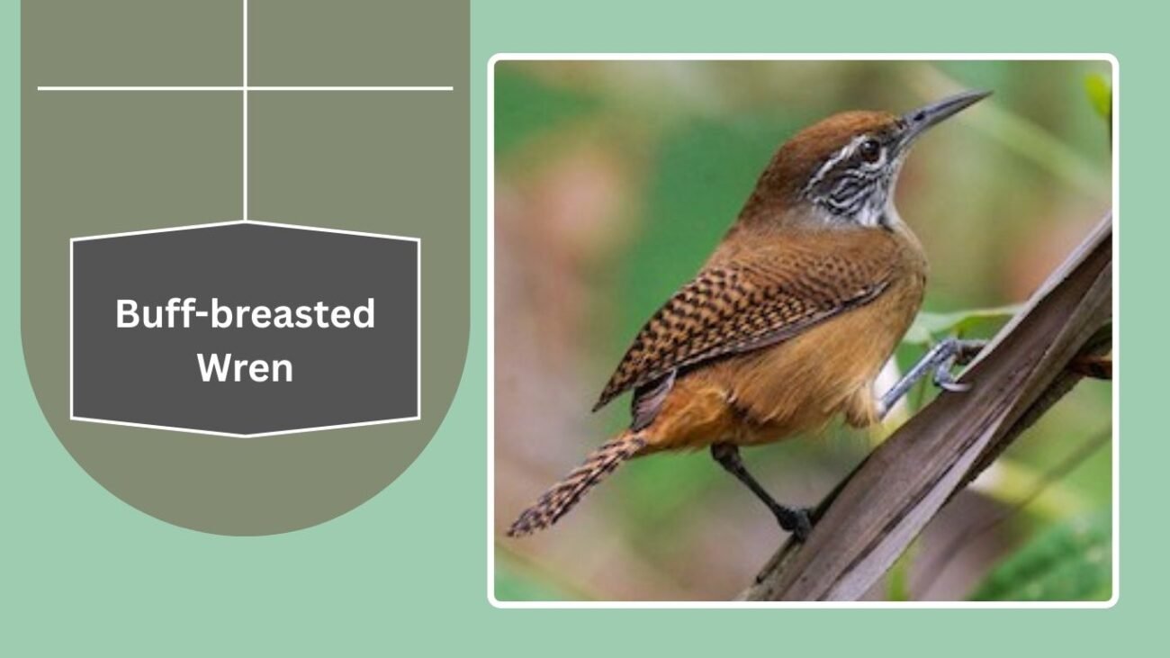 Buff-breasted Wren