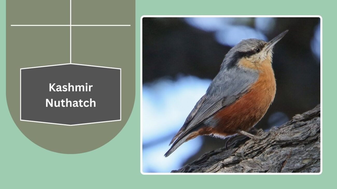 Kashmir Nuthatch