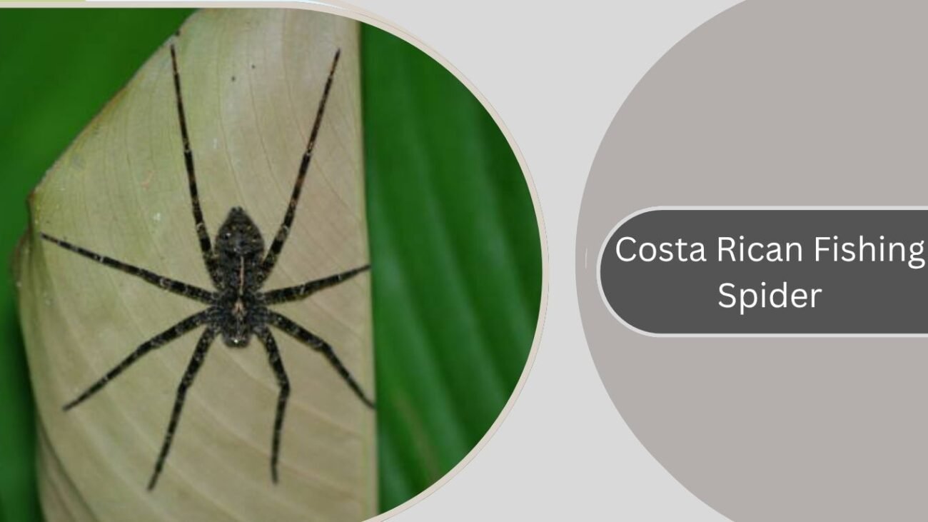 Costa Rican Fishing Spider