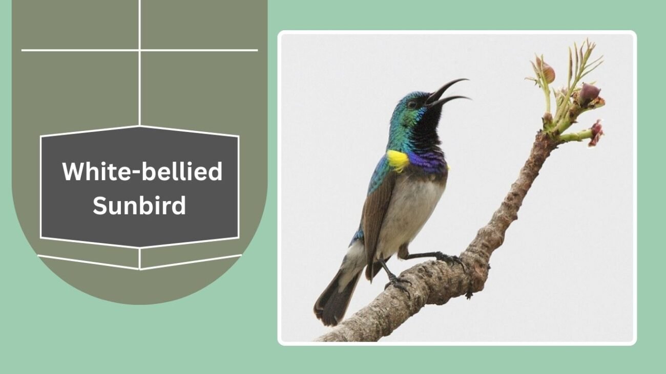White-bellied Sunbird