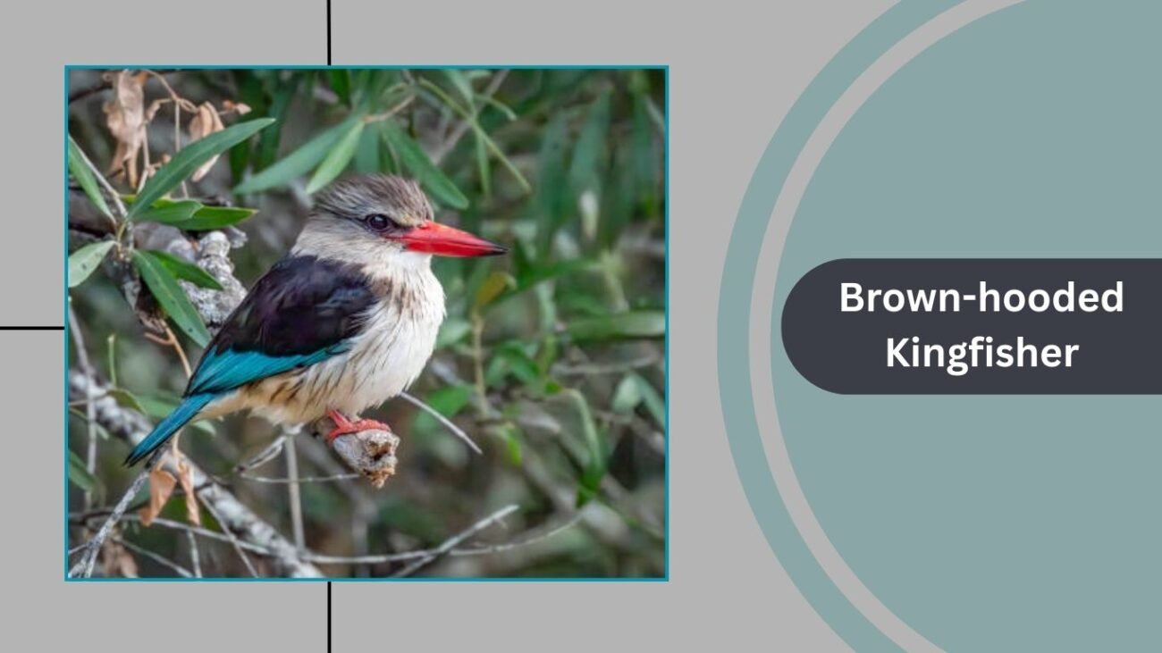 Brown-hooded Kingfisher