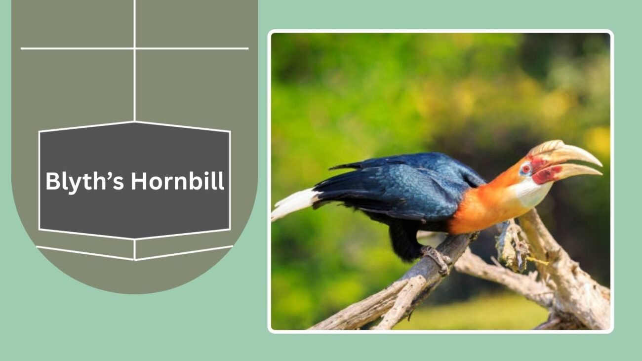 Blyth’s Hornbill