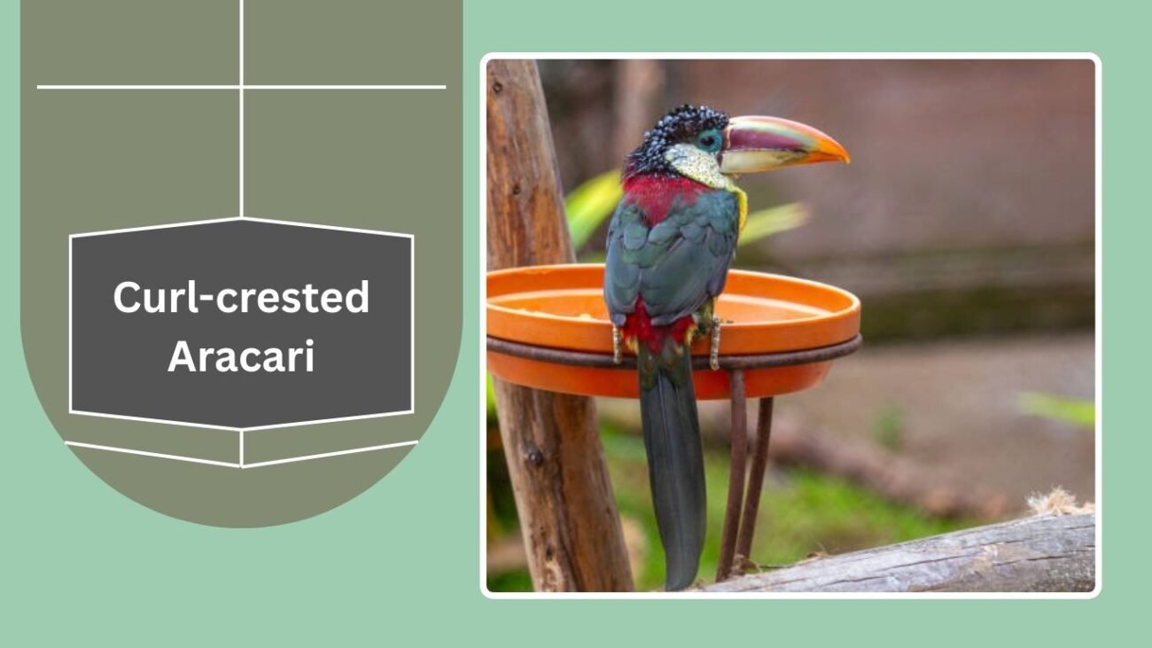 Curl-crested Aracari