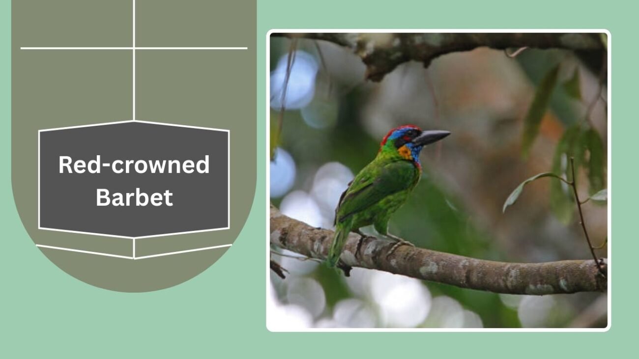 Red-crowned Barbet