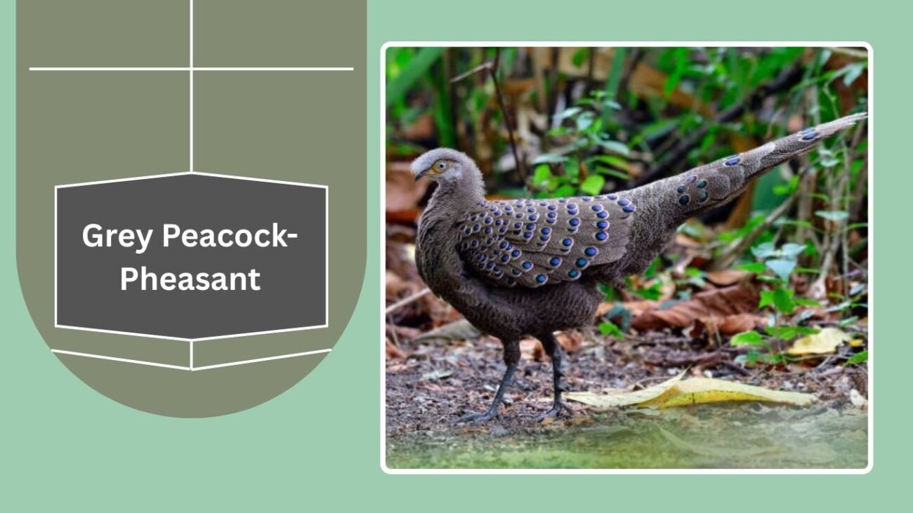 Grey Peacock-Pheasant