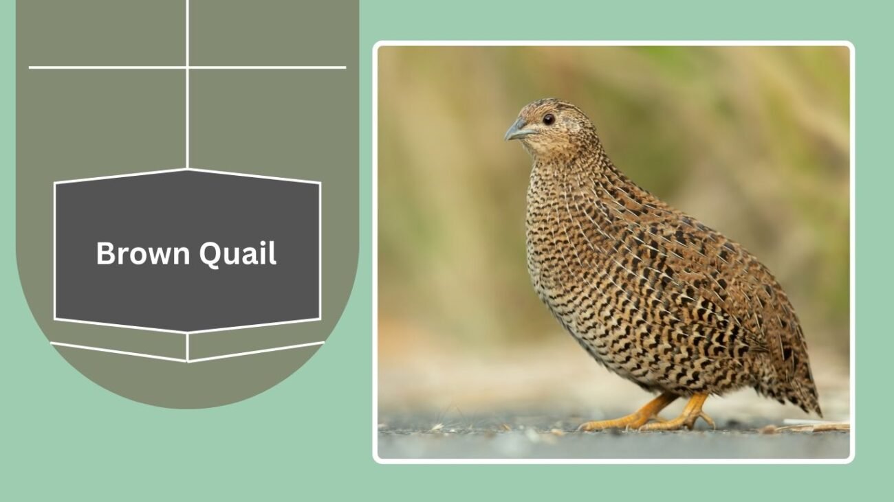Brown Quail