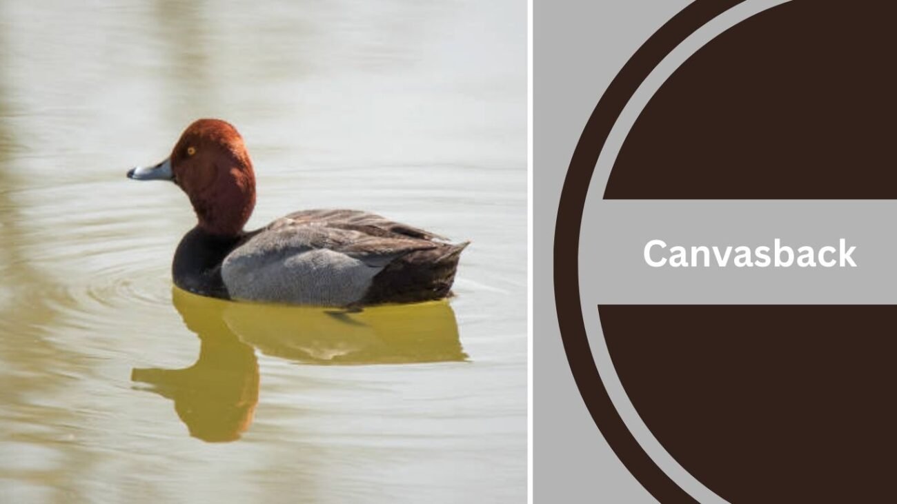 Canvasback