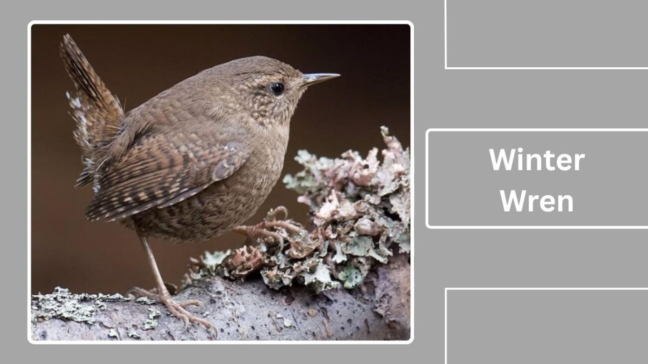 Winter Wren