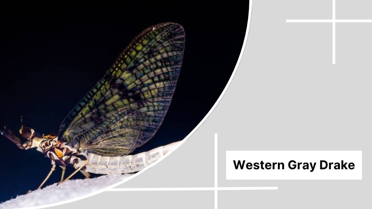 Western Gray Drake