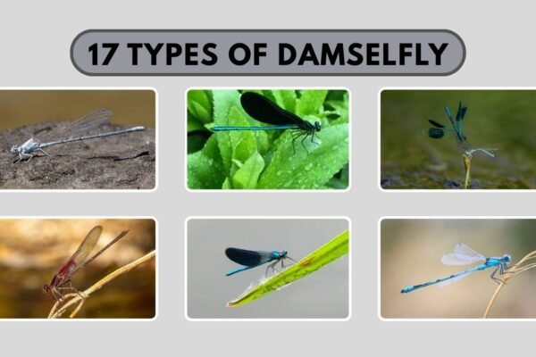 17 Types of Damselfly