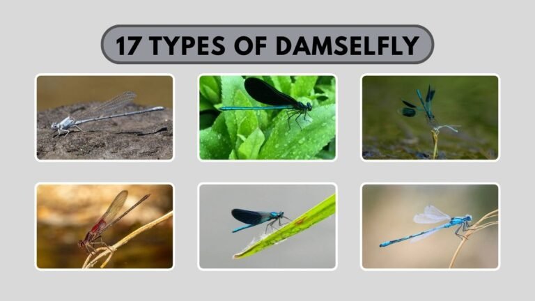 17 Types of Damselfly