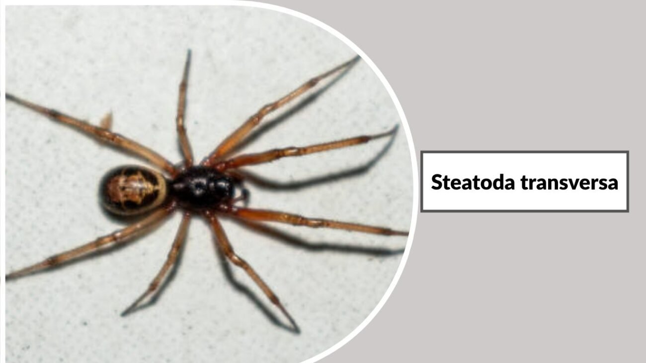 Steatoda transversa