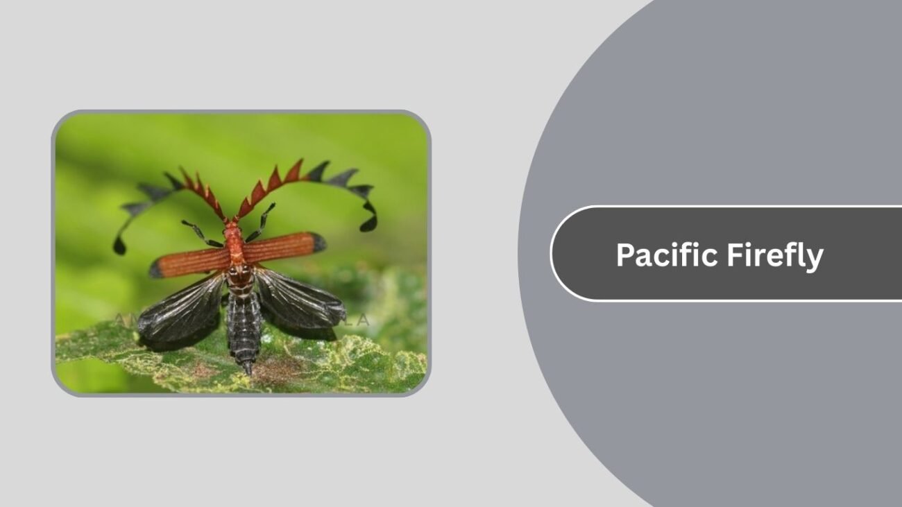 Pacific Firefly