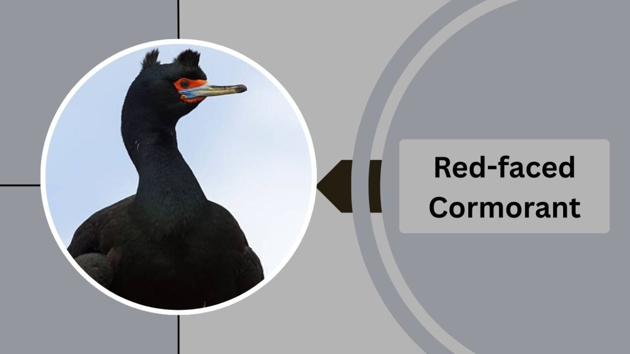 Red-faced Cormorant