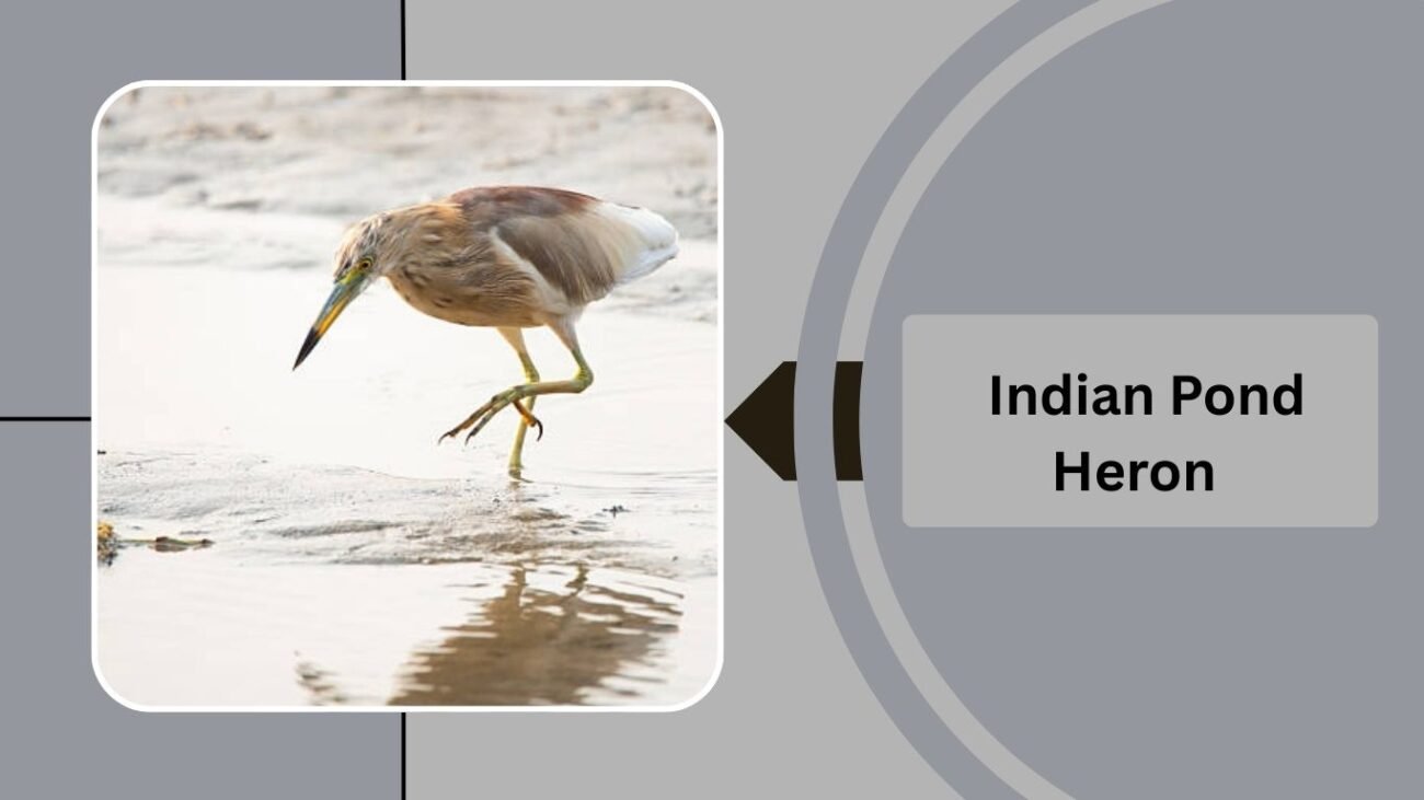  Indian Pond Heron