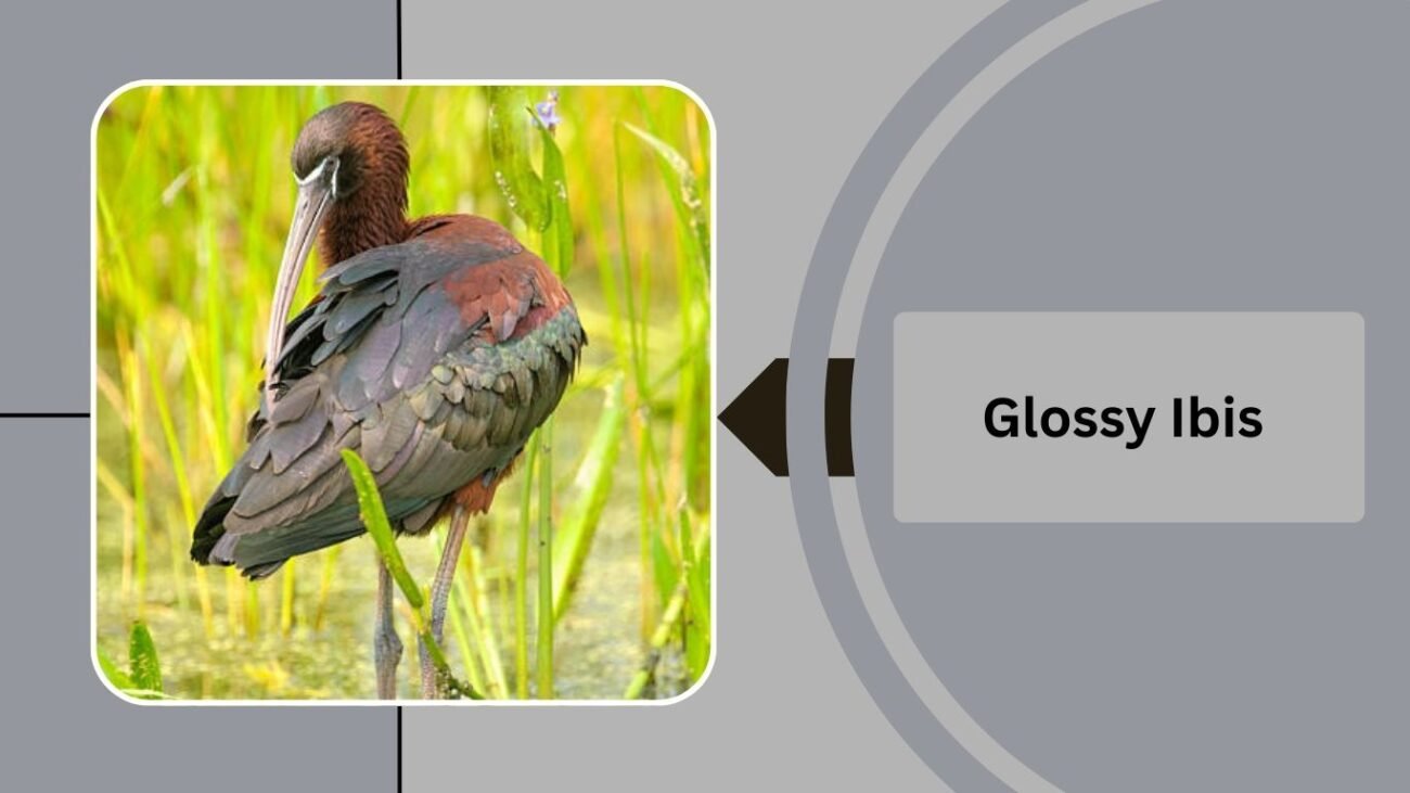 Glossy Ibis