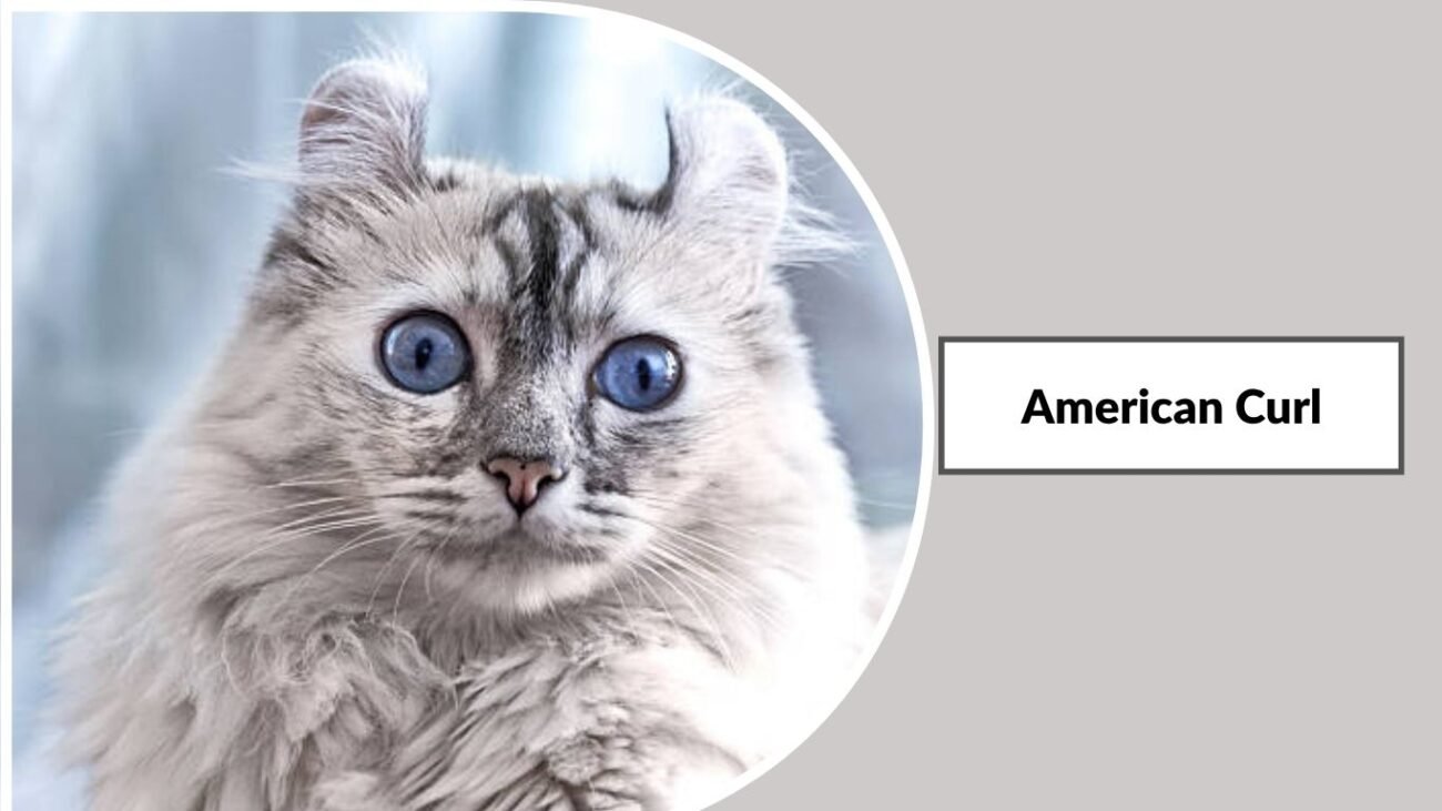 American Curl