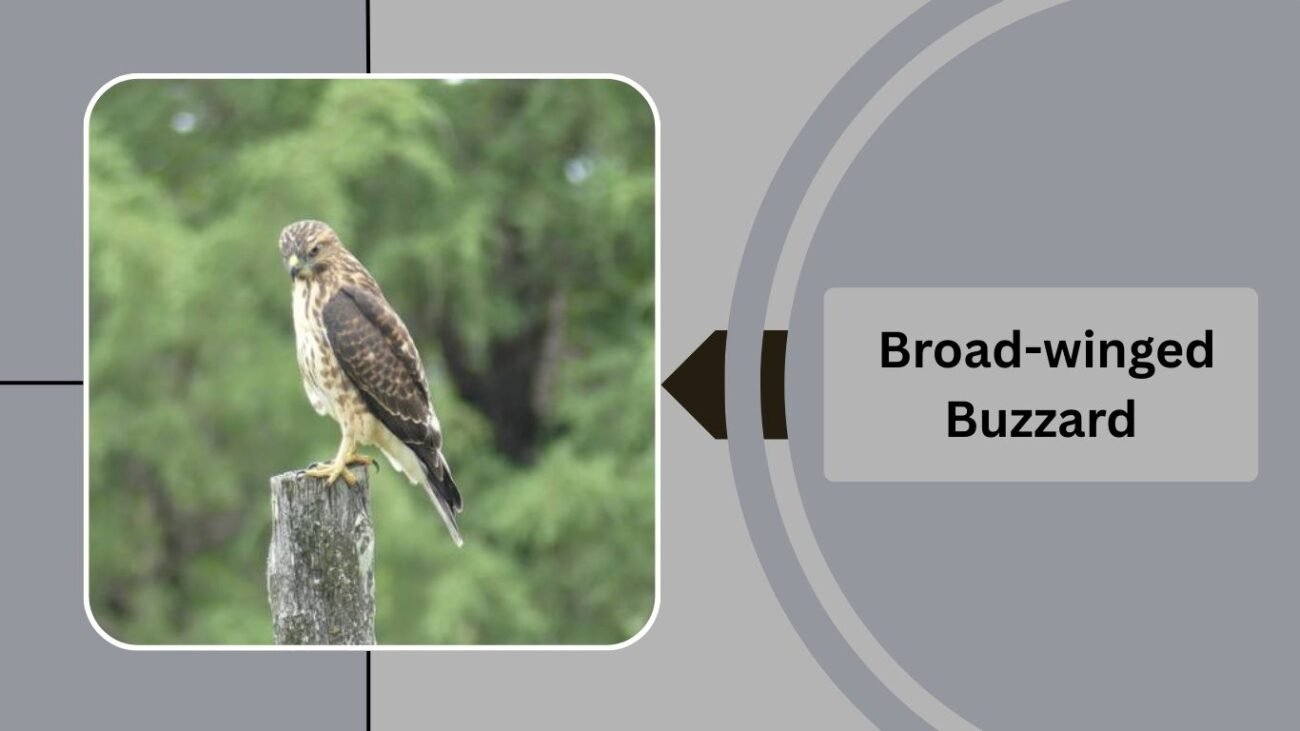  Broad-winged Buzzard