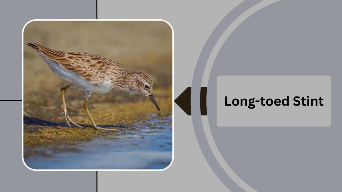  Long-toed Stint