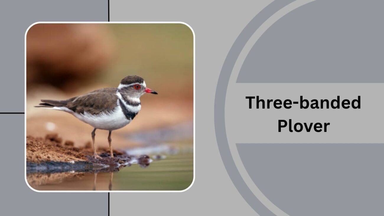Three-banded Plover