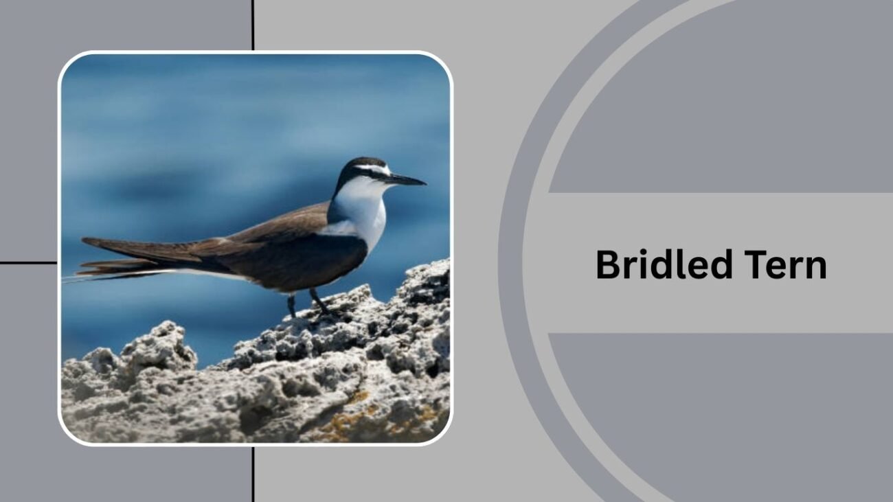  Bridled Tern