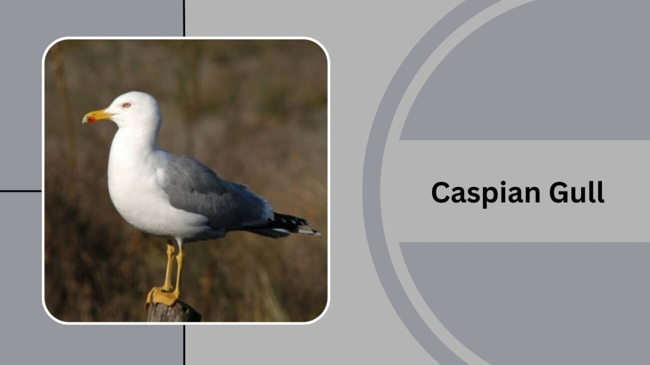 Caspian Gull