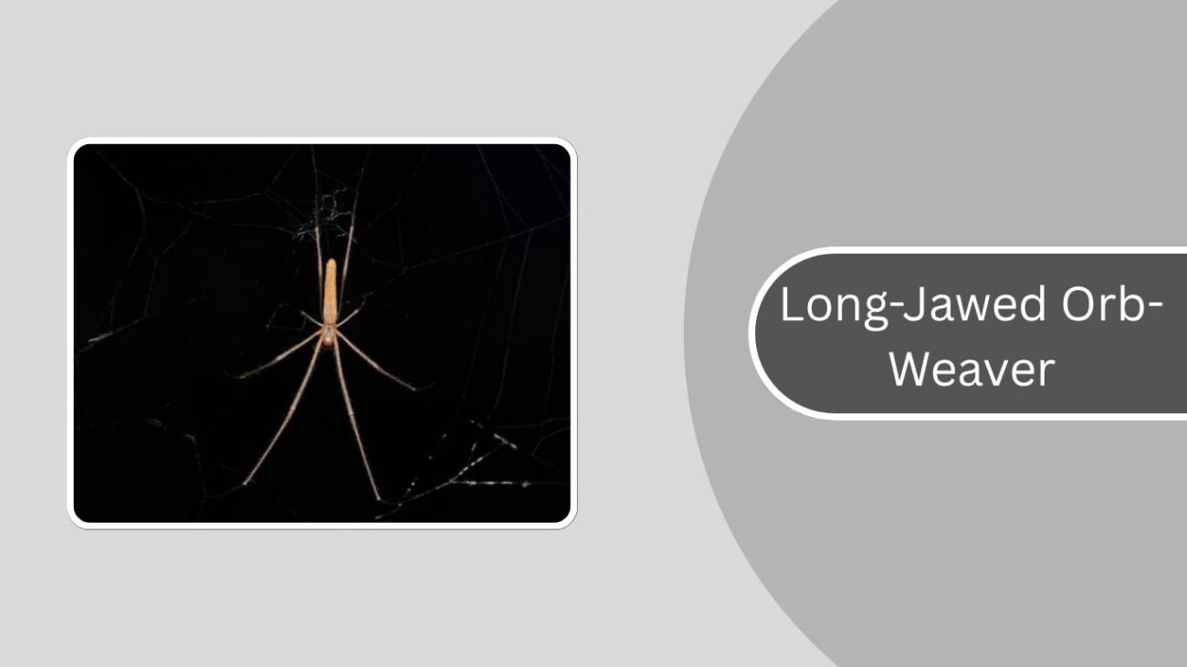 Long-Jawed Orb-Weaver