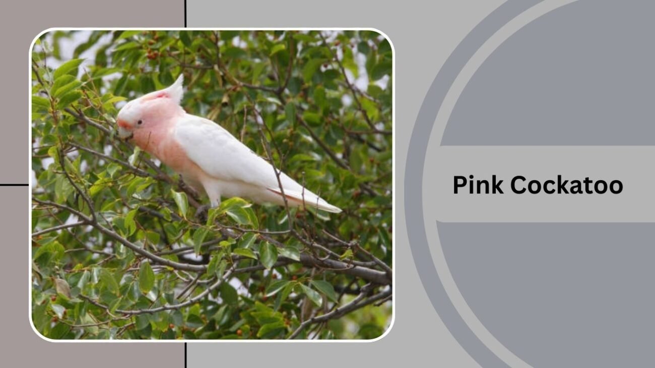 Pink Cockatoo