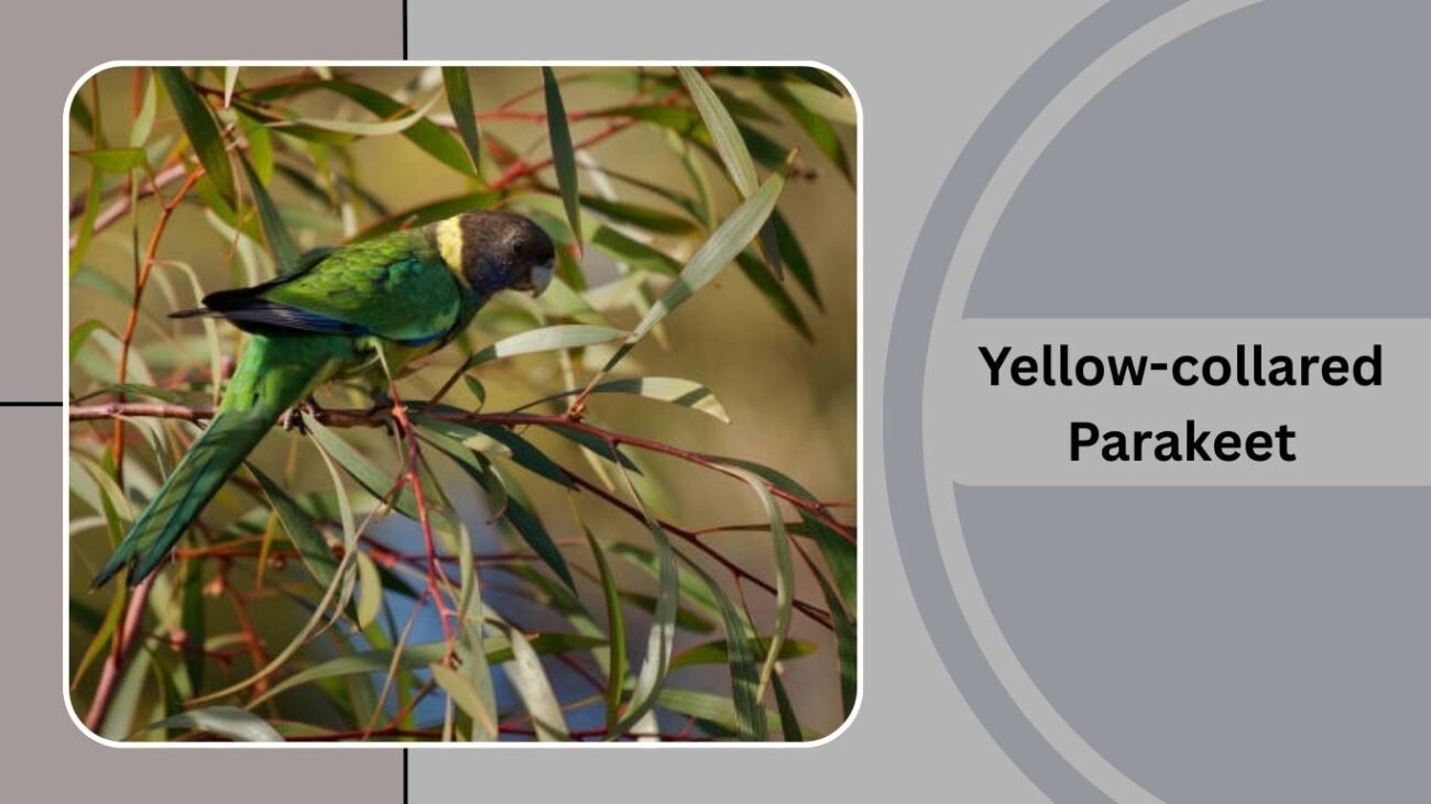 Yellow-collared Parakeet