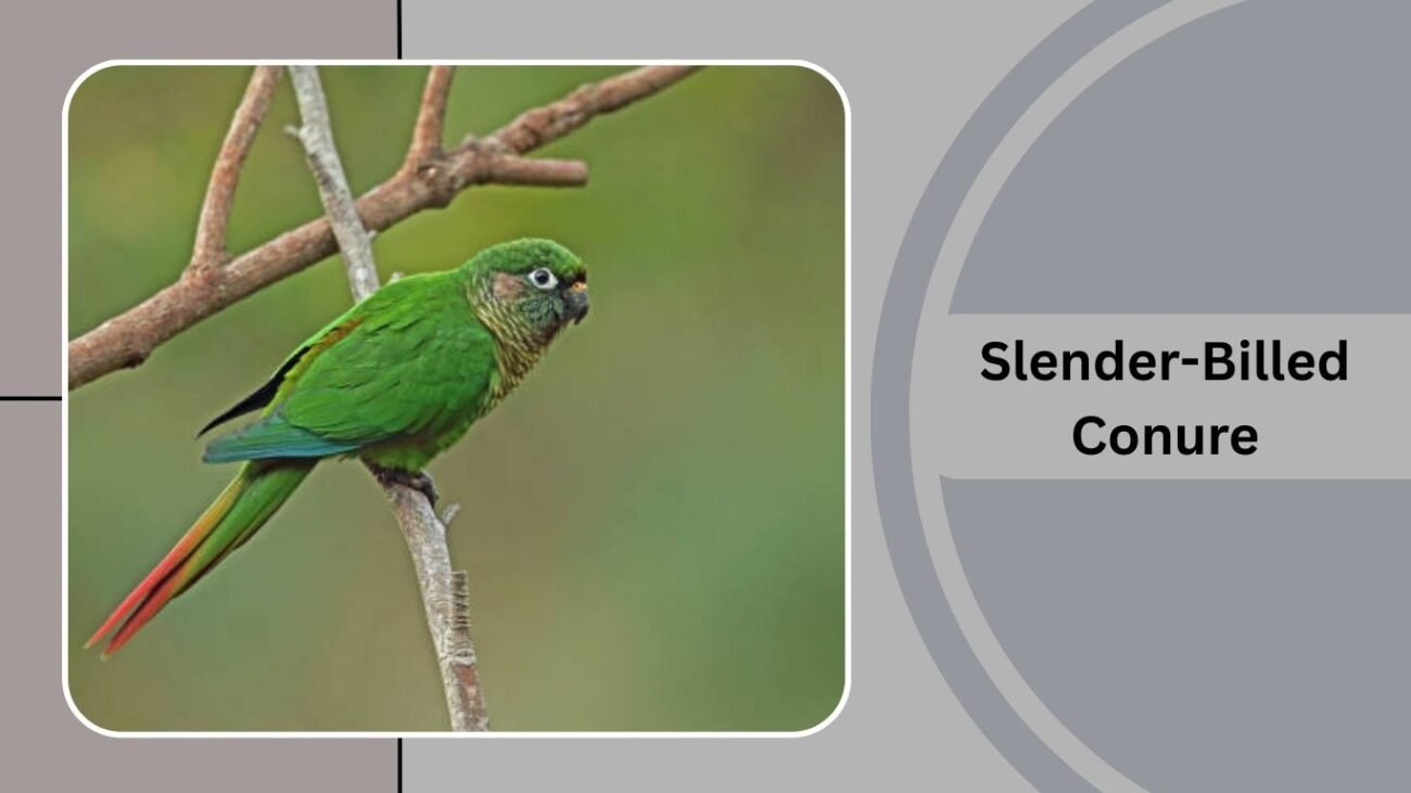 Slender-Billed Conure