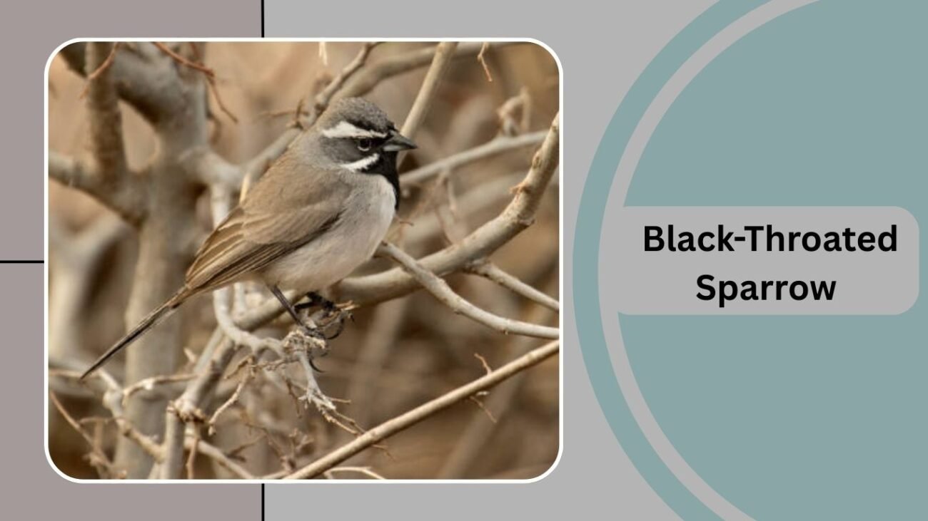  Black-Throated Sparrow