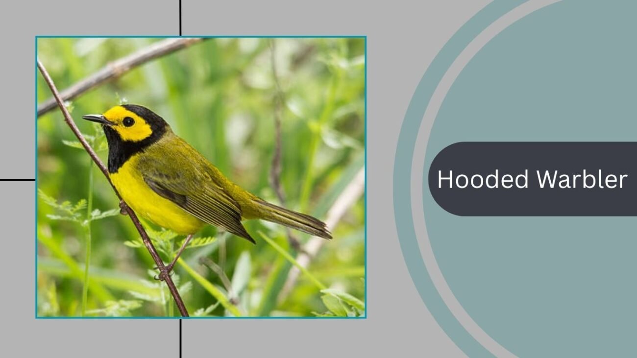 Hooded Warbler