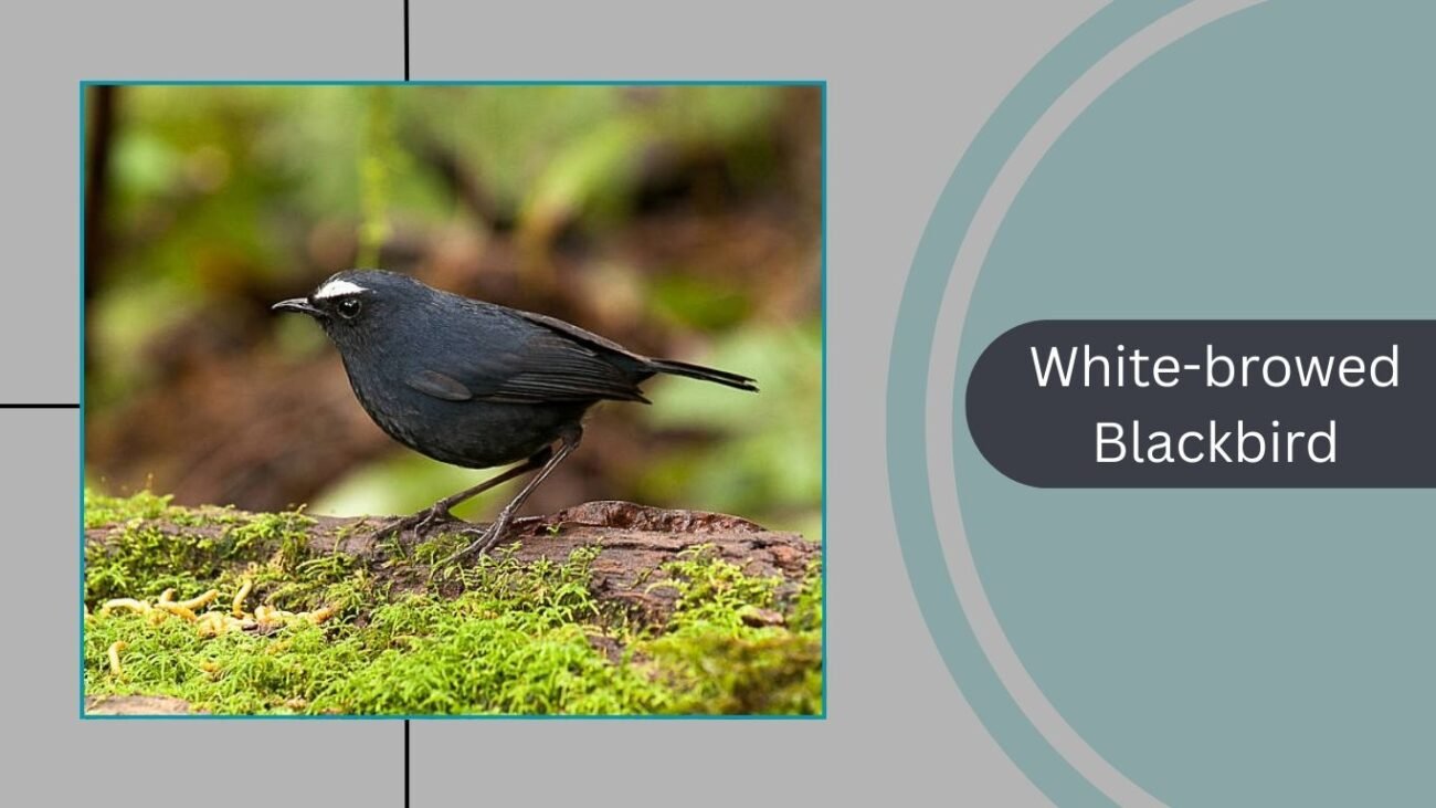 White-browed Blackbird