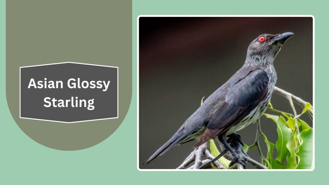 Asian Glossy Starling
