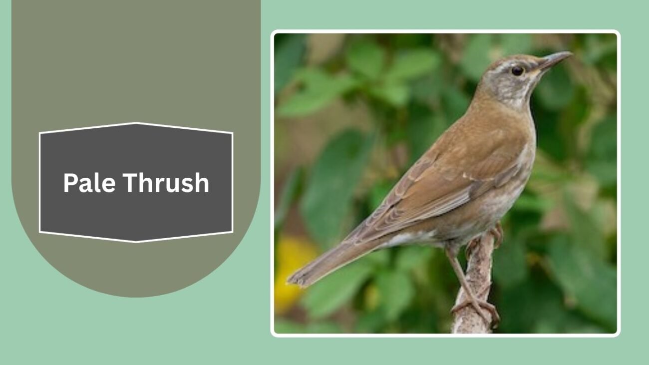 Pale Thrush