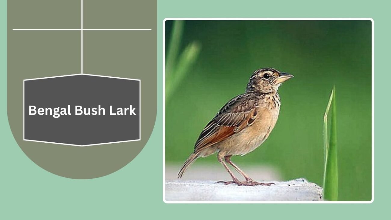 Bengal Bush Lark
