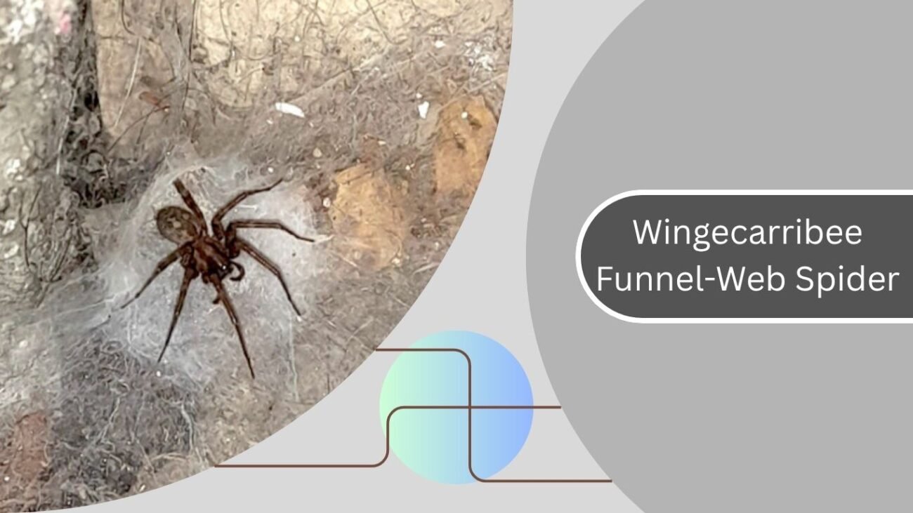  Wingecarribee Funnel-Web Spider