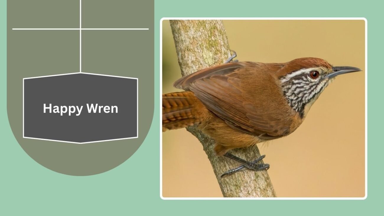 Happy Wren