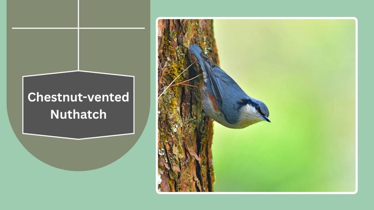 Chestnut-vented Nuthatch
