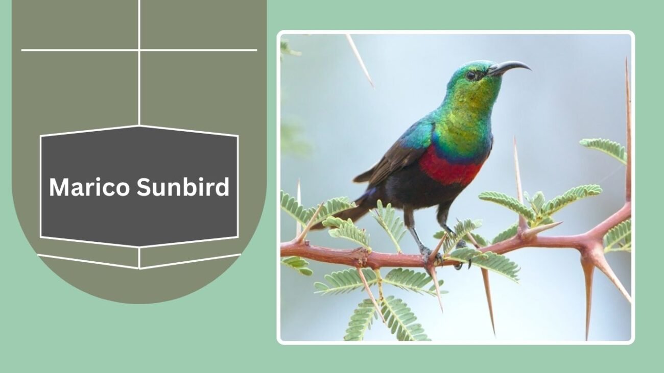 Marico Sunbird