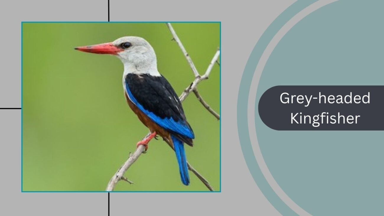 Grey-headed Kingfisher
