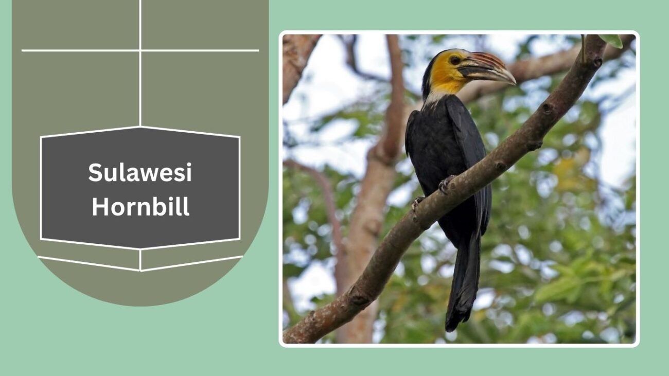 Sulawesi Hornbill