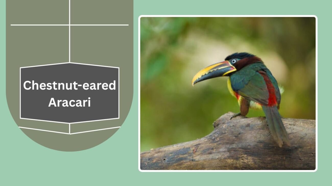 Chestnut-eared Aracari