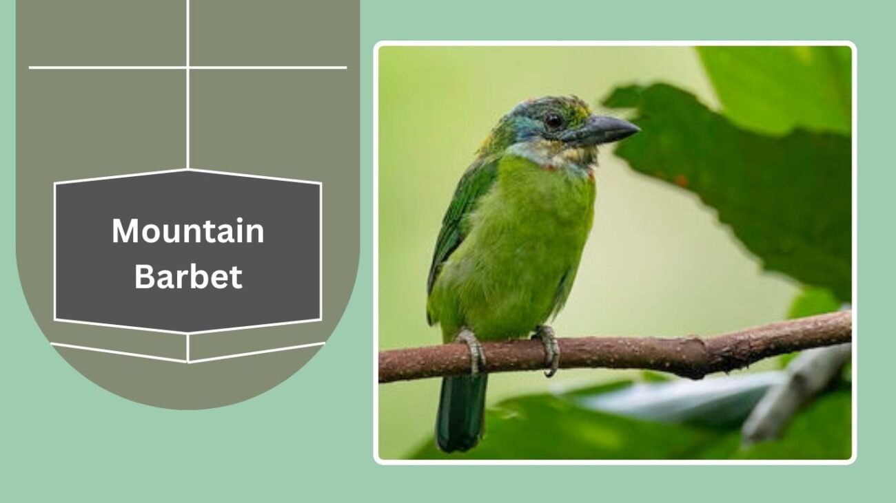 Mountain Barbet