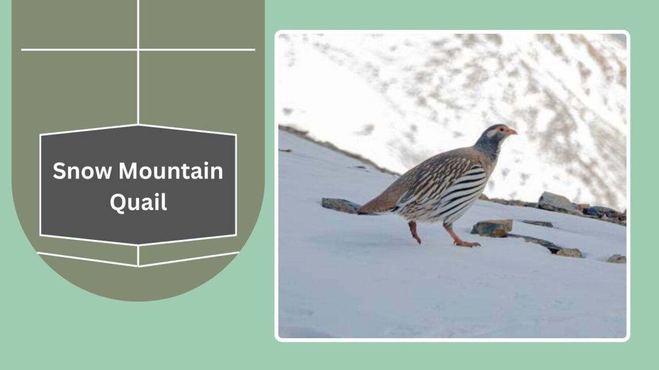 Snow Mountain Quail