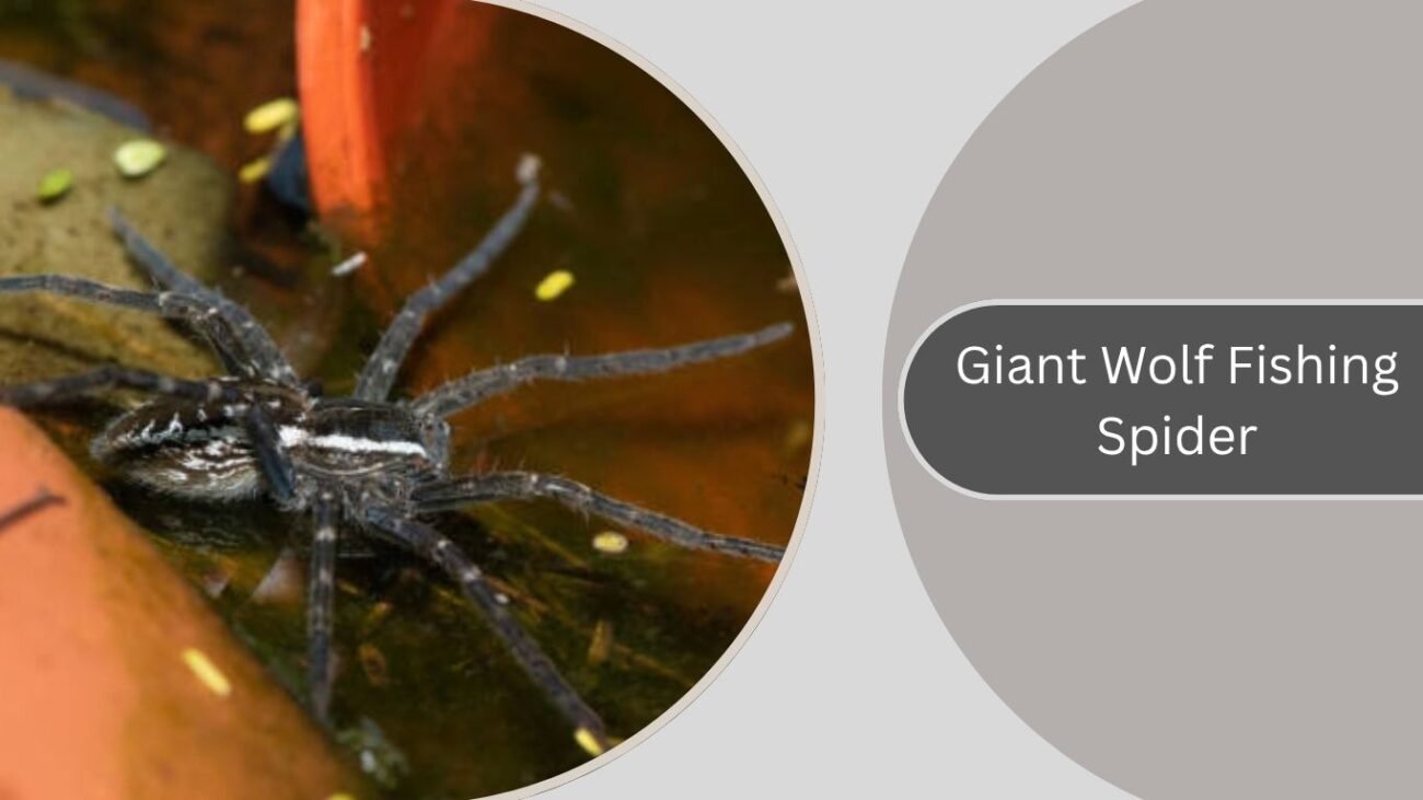 Giant Wolf Fishing Spider