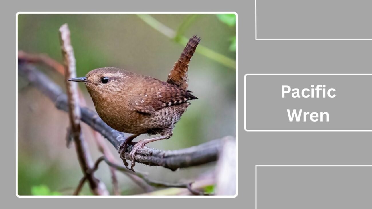 Pacific Wren