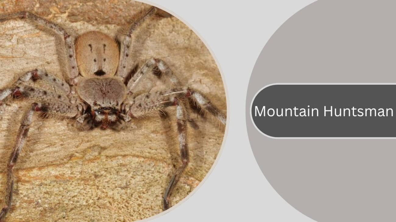 Mountain Huntsman