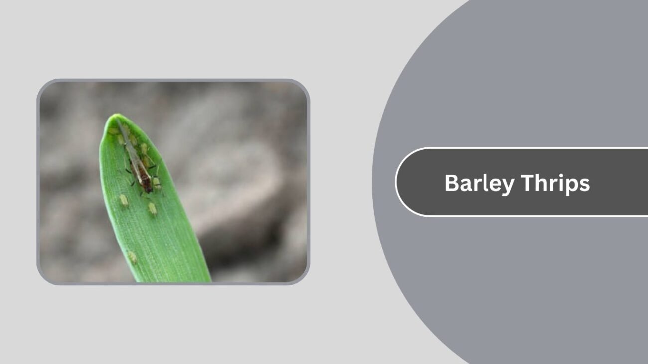 Barley Thrips